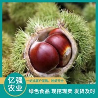 生板栗 呈紅褐色 有淺薄蠟質(zhì)層 黃金種植區(qū) 億強(qiáng)